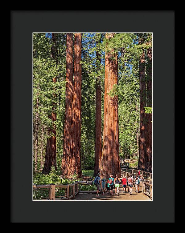 Tourists walking through the Giant Sequoias - Framed Print