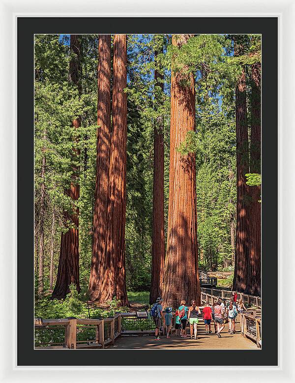Tourists walking through the Giant Sequoias - Framed Print