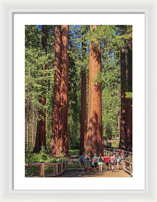 Tourists walking through the Giant Sequoias - Framed Print