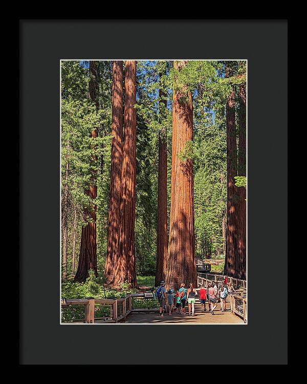 Tourists walking through the Giant Sequoias - Framed Print