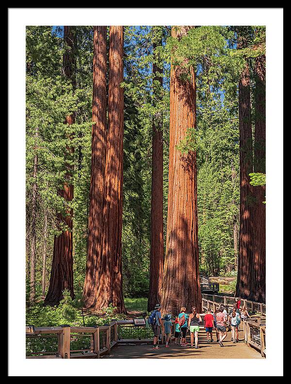 Tourists walking through the Giant Sequoias - Framed Print
