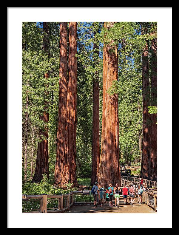 Tourists walking through the Giant Sequoias - Framed Print
