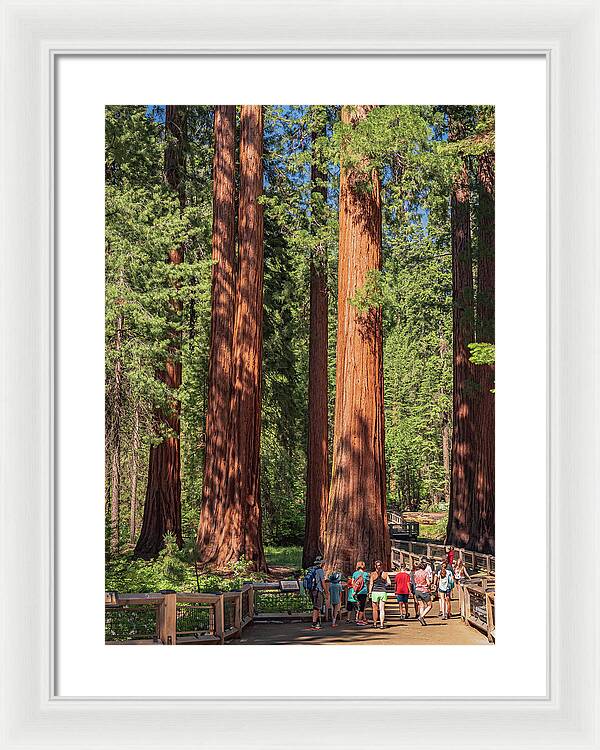 Tourists walking through the Giant Sequoias - Framed Print