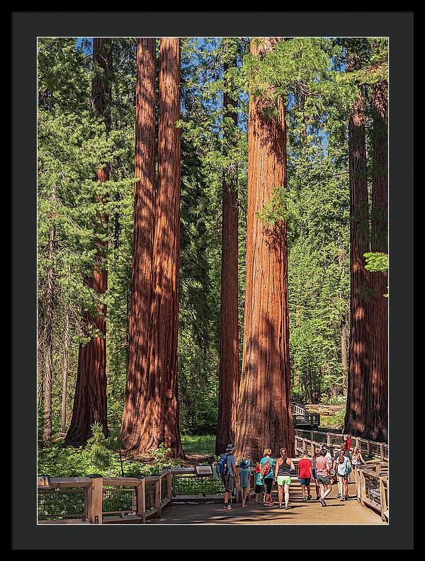 Tourists walking through the Giant Sequoias - Framed Print