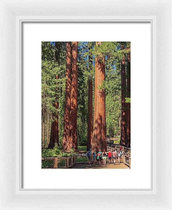 Tourists walking through the Giant Sequoias - Framed Print