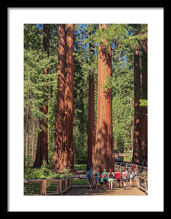 Tourists walking through the Giant Sequoias - Framed Print