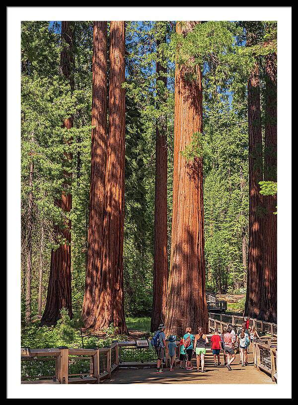 Tourists walking through the Giant Sequoias - Framed Print
