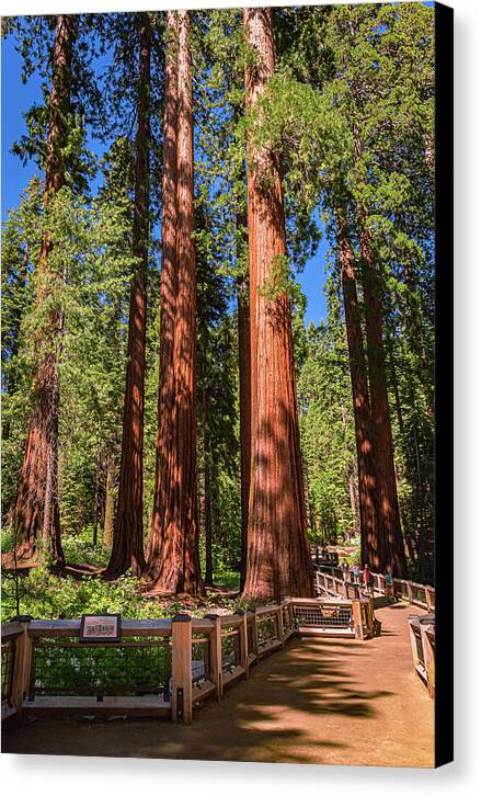 Trail Through Mariposa Grove - Canvas Print