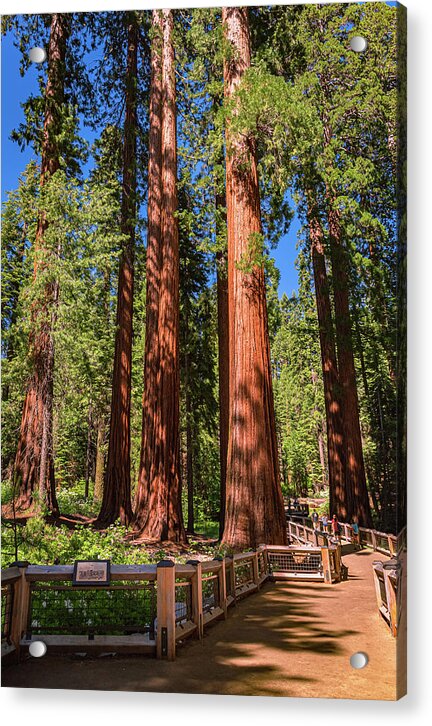 Trail Through Mariposa Grove - Acrylic Print