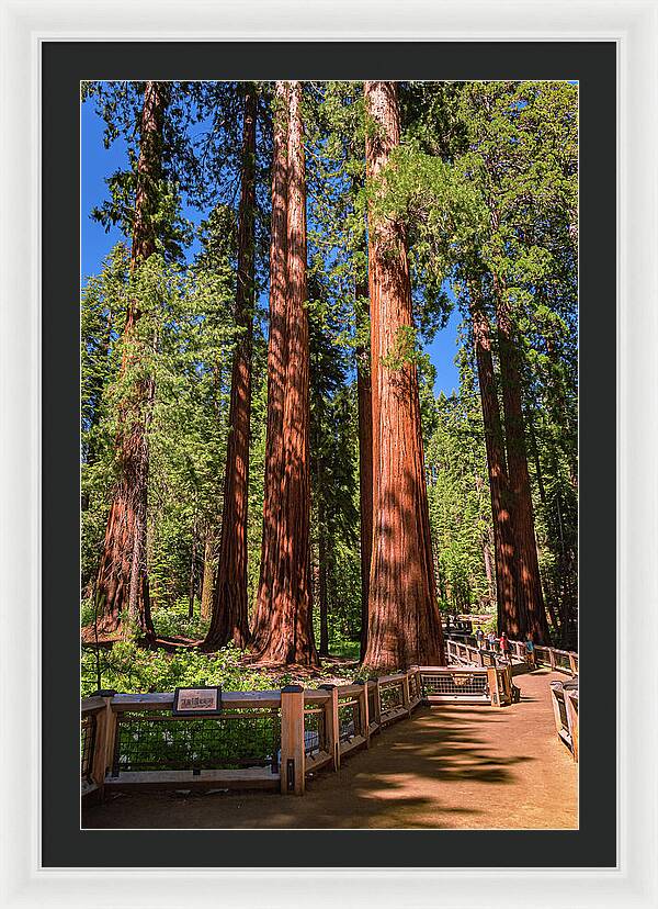 Trail Through Mariposa Grove - Framed Print