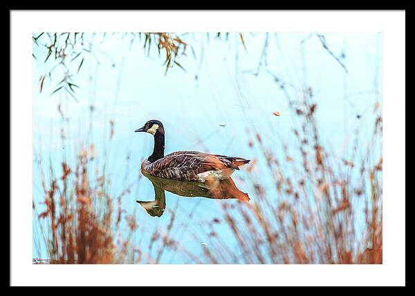 Tranquil Goose on a Lake - Framed Print