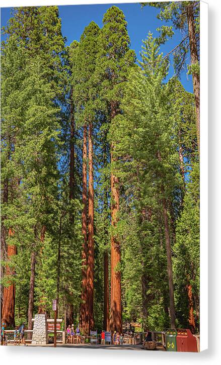 Travel Through The Mariposa Grove of Giant Sequoias - Canvas Print