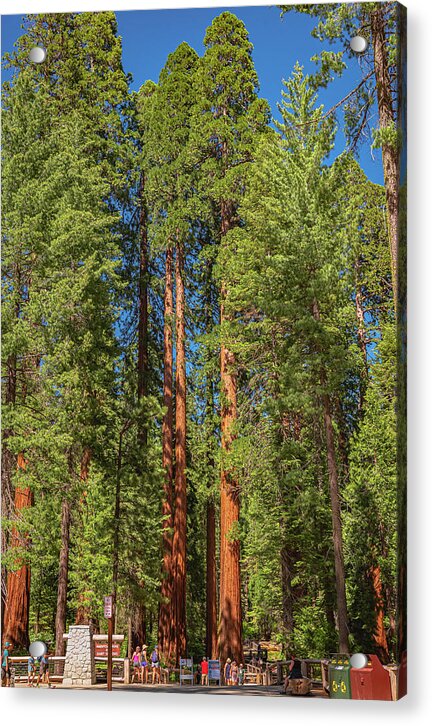 Travel Through The Mariposa Grove of Giant Sequoias - Acrylic Print