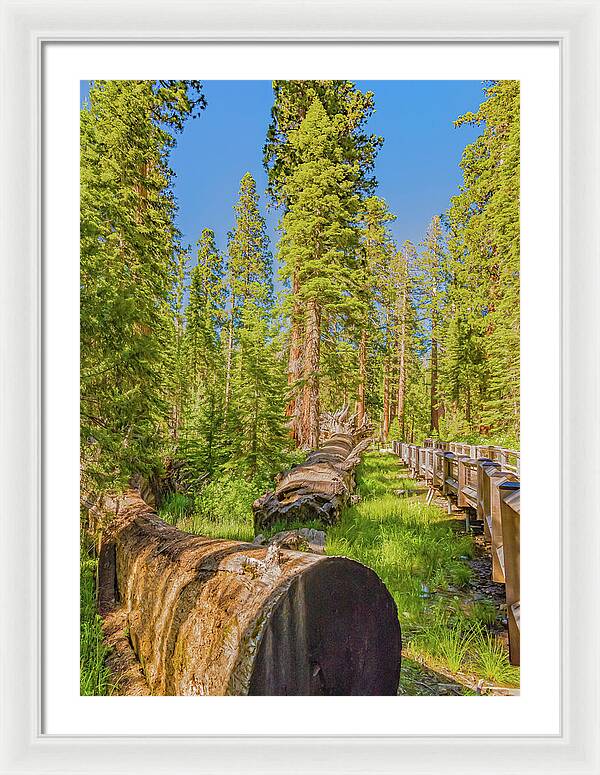 Tree Trunk and Trail in Mariposa Grove - Framed Print