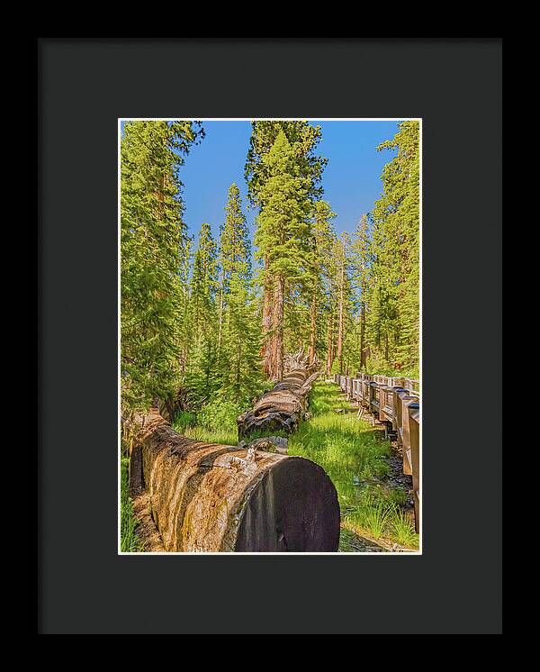 Tree Trunk and Trail in Mariposa Grove - Framed Print