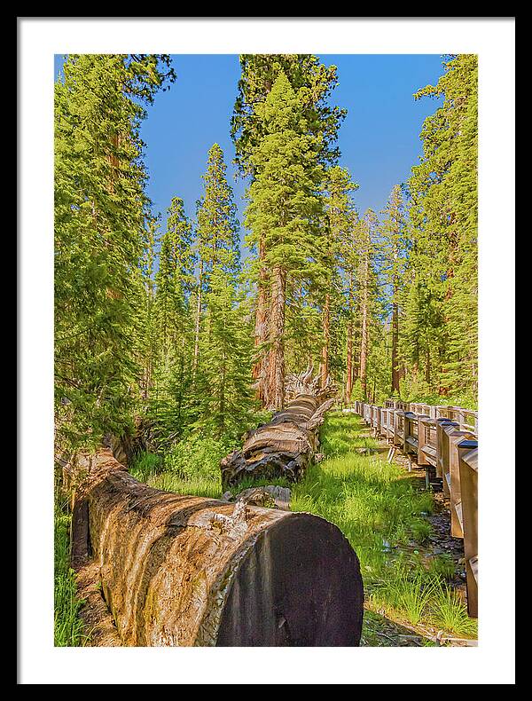 Tree Trunk and Trail in Mariposa Grove - Framed Print