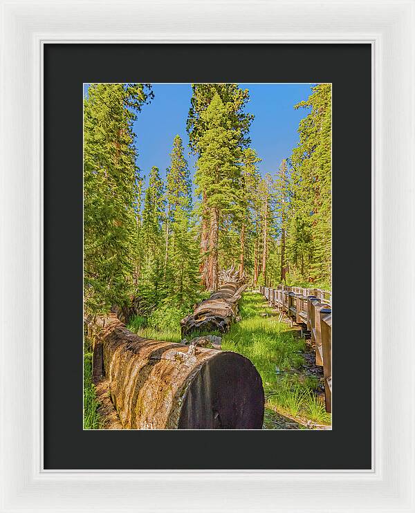 Tree Trunk and Trail in Mariposa Grove - Framed Print