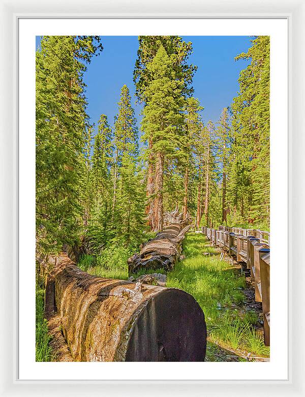 Tree Trunk and Trail in Mariposa Grove - Framed Print