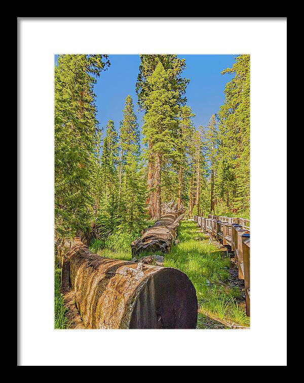 Tree Trunk and Trail in Mariposa Grove - Framed Print