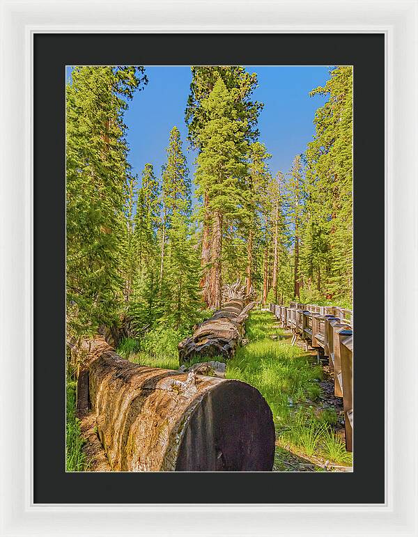 Tree Trunk and Trail in Mariposa Grove - Framed Print
