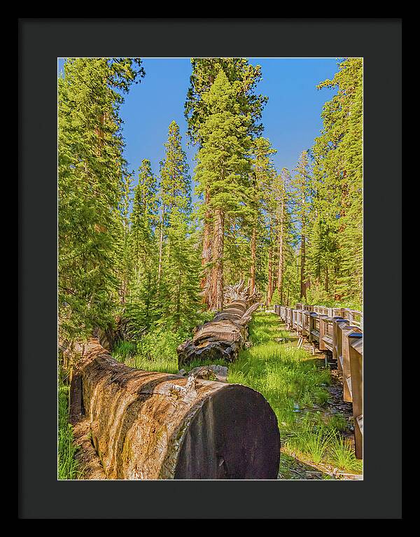 Tree Trunk and Trail in Mariposa Grove - Framed Print