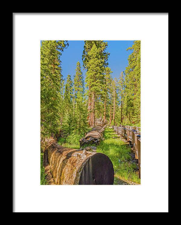 Tree Trunk and Trail in Mariposa Grove - Framed Print