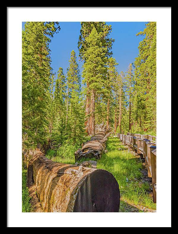Tree Trunk and Trail in Mariposa Grove - Framed Print