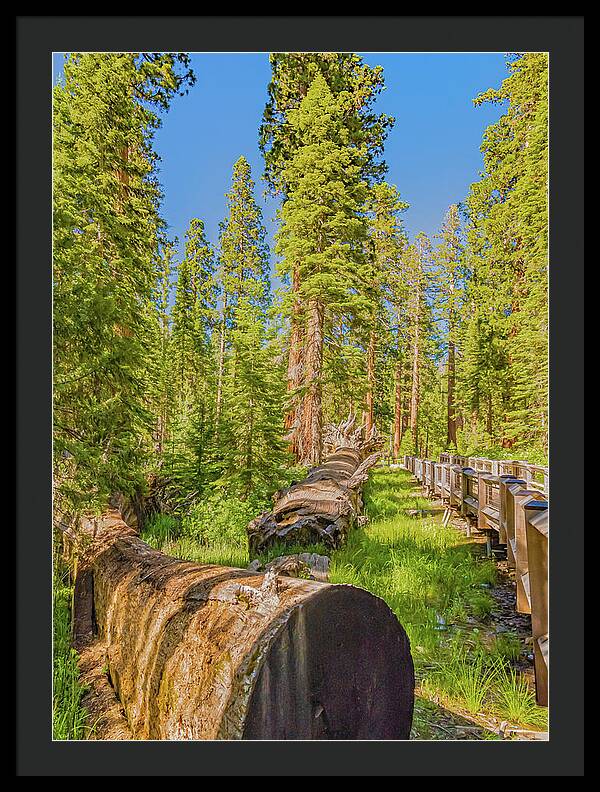 Tree Trunk and Trail in Mariposa Grove - Framed Print