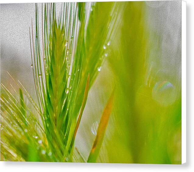 Water Droplets on Green Grass - Canvas Print
