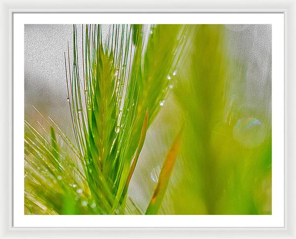 Water Droplets on Green Grass - Framed Print