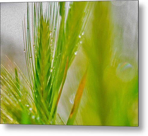 Water Droplets on Green Grass - Metal Print