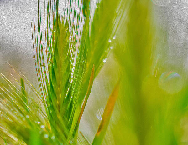 Water Droplets on Green Grass - Art Print