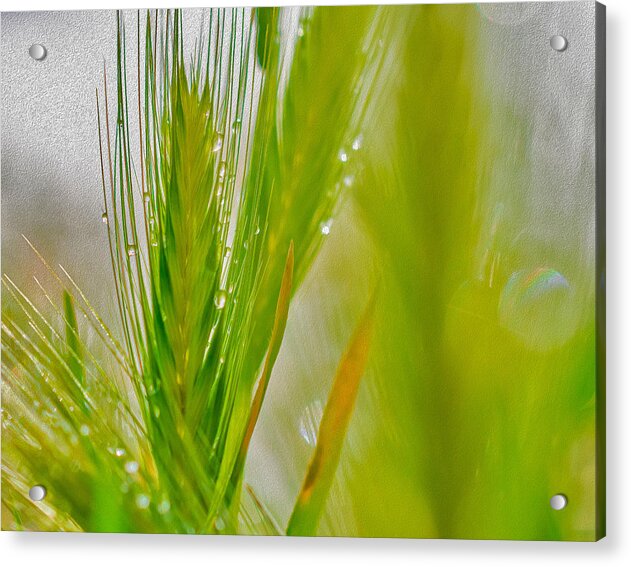 Water Droplets on Green Grass - Acrylic Print
