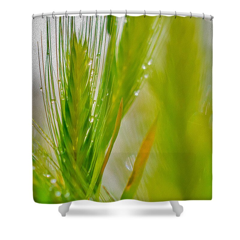 Water Droplets on Green Grass - Shower Curtain
