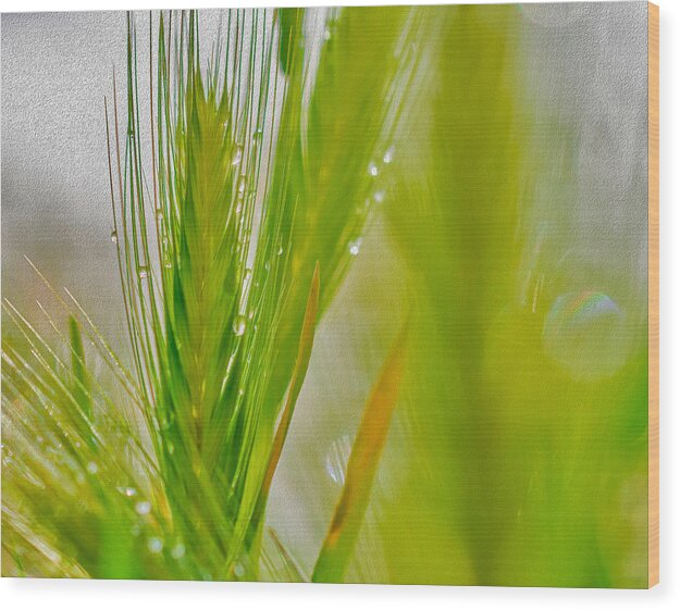 Water Droplets on Green Grass - Wood Print