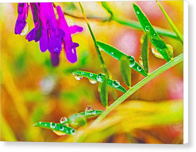 Water Drops on Flowers and Their Tiny Leaves - Canvas Print
