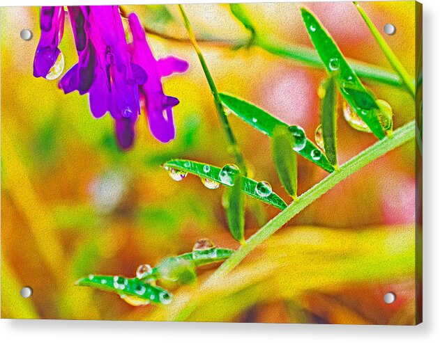 Water Drops on Flowers and Their Tiny Leaves - Acrylic Print