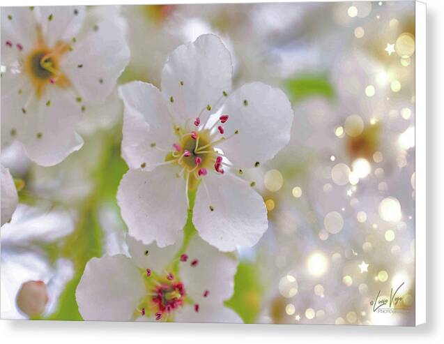 White and Sparkly Blooms - Canvas Print