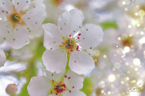 White and Sparkly Blooms - Art Print