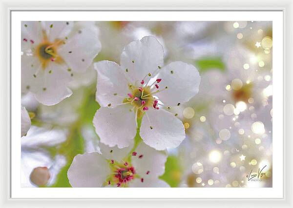 White and Sparkly Blooms - Framed Print