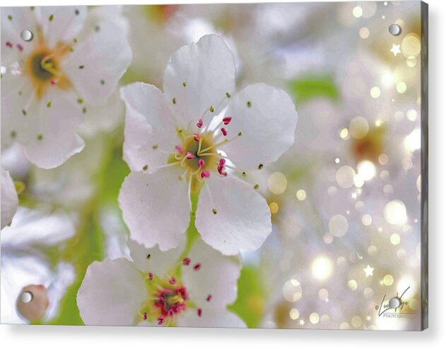 White and Sparkly Blooms - Acrylic Print