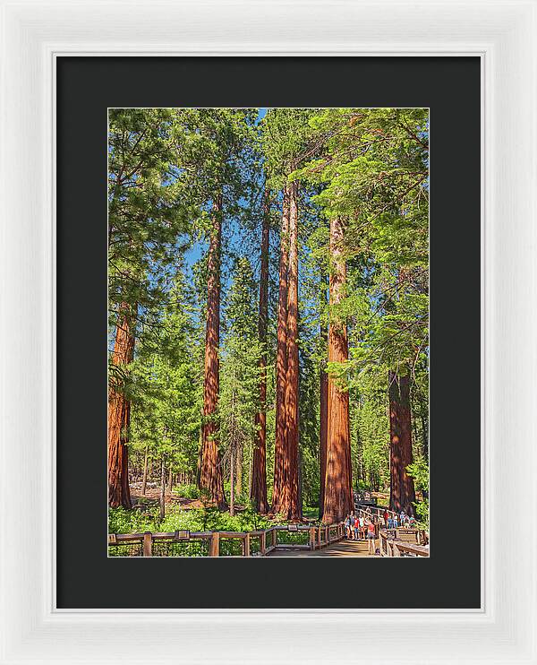 Wonderful and Magical Time at Mariposa Grove Giant Sequoias - Framed Print