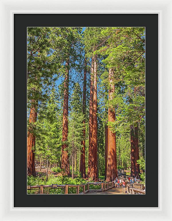 Wonderful and Magical Time at Mariposa Grove Giant Sequoias - Framed Print