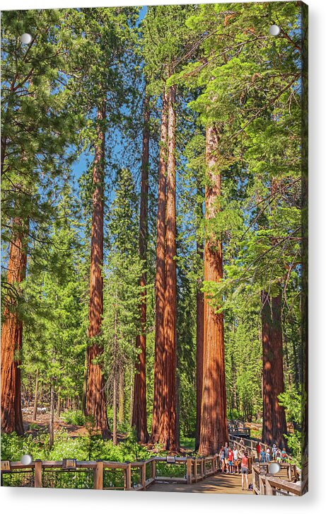Wonderful and Magical Time at Mariposa Grove Giant Sequoias - Acrylic Print