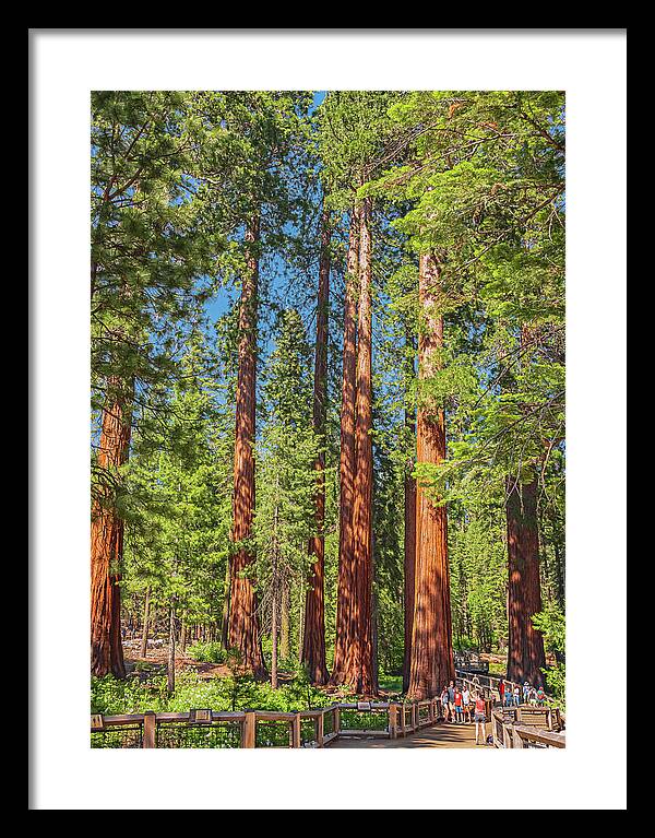 Wonderful and Magical Time at Mariposa Grove Giant Sequoias - Framed Print