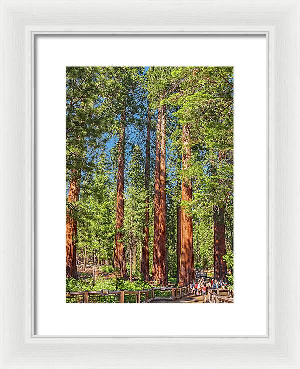 Wonderful and Magical Time at Mariposa Grove Giant Sequoias - Framed Print