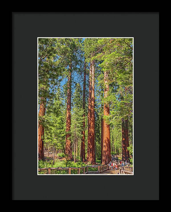 Wonderful and Magical Time at Mariposa Grove Giant Sequoias - Framed Print