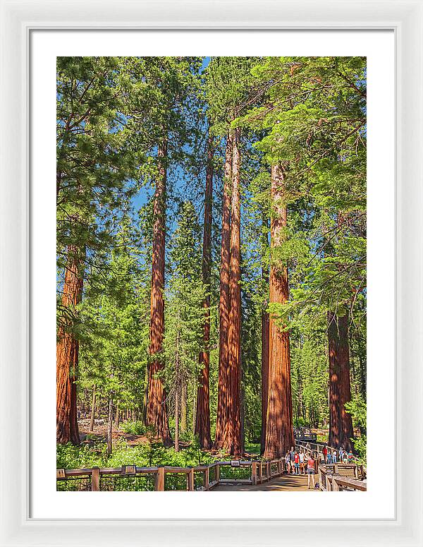 Wonderful and Magical Time at Mariposa Grove Giant Sequoias - Framed Print