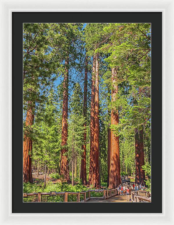Wonderful and Magical Time at Mariposa Grove Giant Sequoias - Framed Print