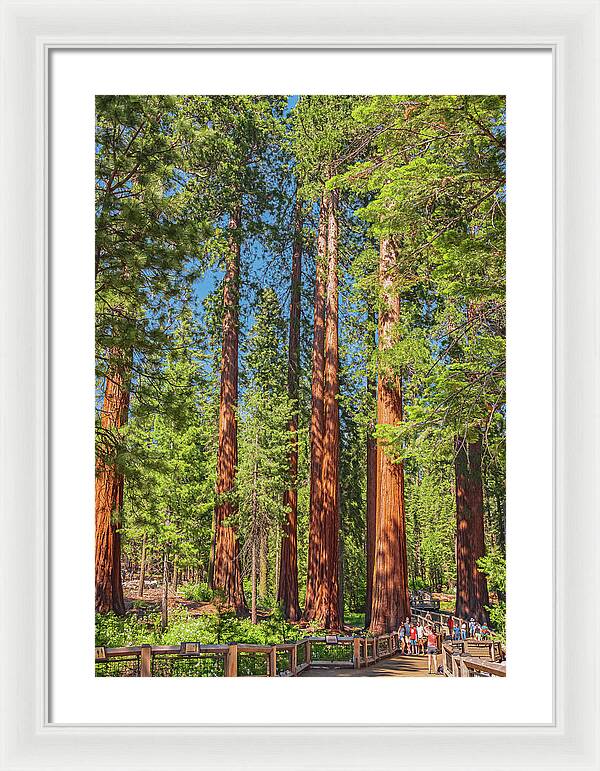 Wonderful and Magical Time at Mariposa Grove Giant Sequoias - Framed Print